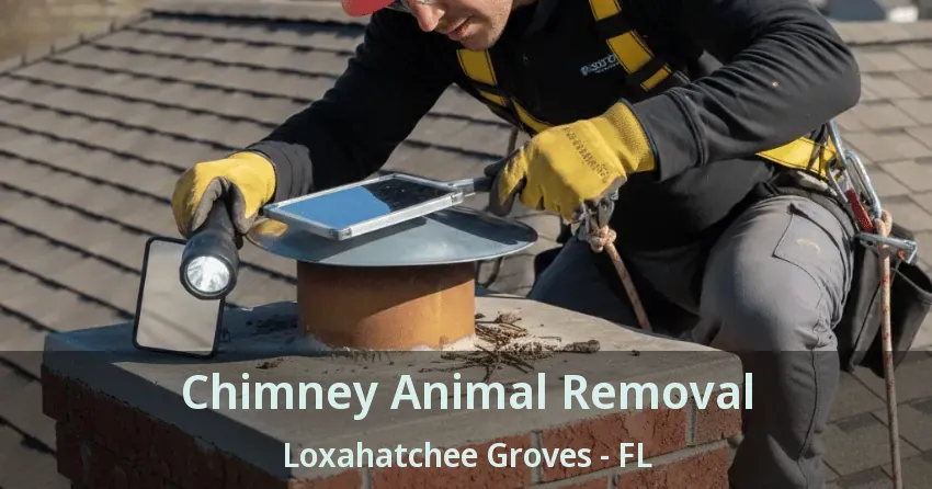 Chimney Animal Removal Loxahatchee Groves - FL