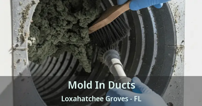 Mold In Ducts Loxahatchee Groves - FL